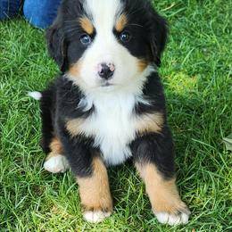 Tammy - Black rust and white female Bernese Mountain Dog puppy in Auburn, Indiana from Swamp Creek Berners