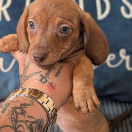 Mia - Brindle female Dachshund puppy in Barnard, Missouri from KB Doxies