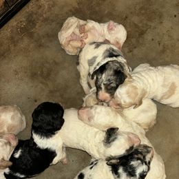 Goldendoodle and Poodle Puppies from Corbin’s Southern Curl’s