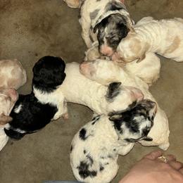 Goldendoodle and Poodle Puppies from Corbin’s Southern Curl’s