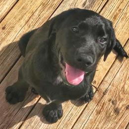 Labradoodles and Labrador Retrievers from WolfSong Kennels
