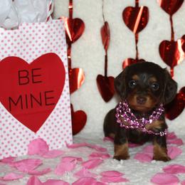 Emerald aka Emmie - Chocolate and tan female Dachshund puppy in Corbin, Kentucky from White River Valley Kennel