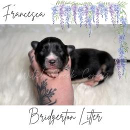 Francesca- Fluffy - Black and white female American Corgi puppy in Greenwood, Indiana from Witch Creek Corgis
