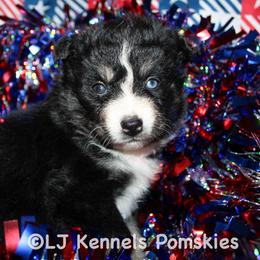 Wasabi - Black female Pomsky puppy in Centerville, Iowa from LJ Kennels Pomskies, LLC