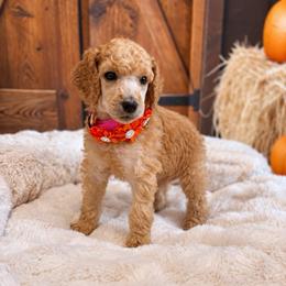 Hyacinth - Apricot female Poodle puppy in Fountain, Florida from Silva Royale Standard Poodles