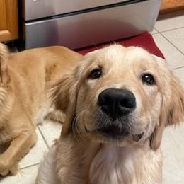 Golden Retrievers from Wissel Goldens