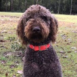 Charlie - Labradoodle