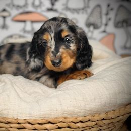 Girl 1 - Dachshund puppy from Jessica Louise Dachshunds