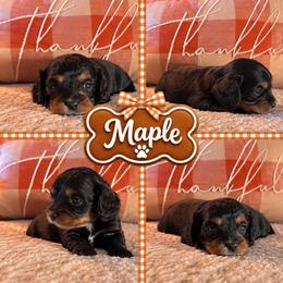 Maple - Black and tan female Cavapoo puppy in Mayo, Florida from Kingston’s Cavaliers
