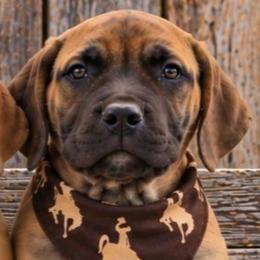 Buzz Lightyear - Brown male Boerboel puppy in Laramie, Wyoming from Standing Stone Boerboels