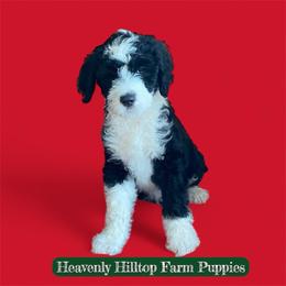 Sheepadoodle puppies from Heavenly Hilltop Farm