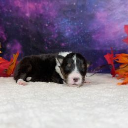 Tiny snips - Black white and tan female Shetland Sheepdog puppy in Elk, Washington from Asgard Shetland Sheepdogs