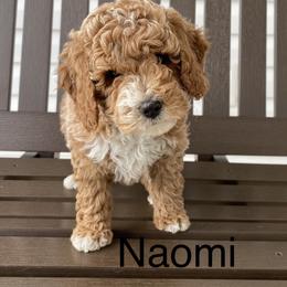 Goldendoodle Puppies from Martin’s Doodles