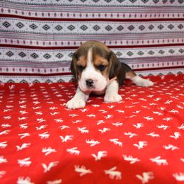 Yellow collar female - Black tan and white female Beagle puppy in Fontana, California from JLB Beagles & MBT