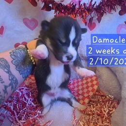 Pembroke Welsh Corgi and Siberian Husky Puppies from Regal Huskies of the Carolinas