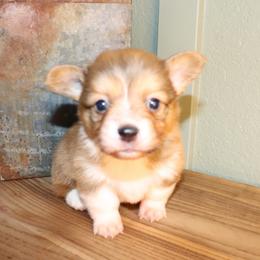 Boy 4 - Red male Pembroke Welsh Corgi puppy in Missouri from Cooler Farms Corgis