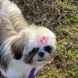 Shih Tzus from NINIZ SHIHTZUS