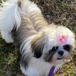 Shih Tzus from NINIZ SHIHTZUS