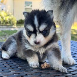 Selene - Black and white female Pomsky puppy in Boonville, Indiana from Elysian Pomskies