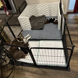 Border Collie Puppies from Apex Border Collies