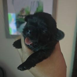 Girl 1 - Black female Shih Tzu puppy in Henrico, Virginia from Wild Wind Shih Tzu