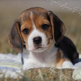 AKC 'Tootie' - Black tan and white female Beagle puppy in Lamar, Missouri from Marti Acres ~ Boston Terrier & Beagles