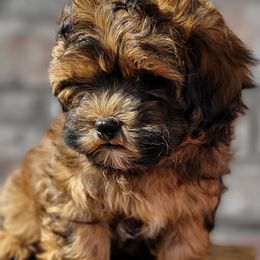 Shichon and Shihpoo Puppies from Pilot Hill Teddy Bear Puppies