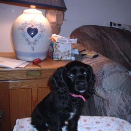 Cocker Spaniel Puppies from Timber Sunrise Cockers