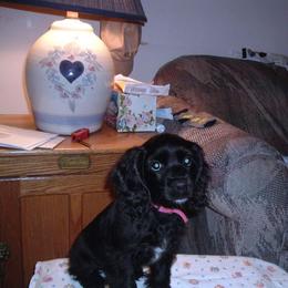 Cocker Spaniel Puppies from Timber Sunrise Cockers