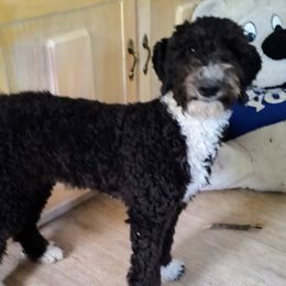 Jazmine (Jazz) - Black and white Sheepadoodle puppy in Austin, Texas from Darling Doodles