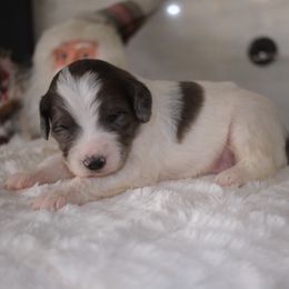 Boy 4 - Blue merle male Aussiedoodle puppy in Pomona, California from Socal Aussiedoodles
