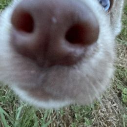 Siberian Husky Puppies from The Rulon Den