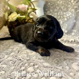 Prince William - Black male Dachshund puppy in Aiken, South Carolina from State Eight Dachshunds