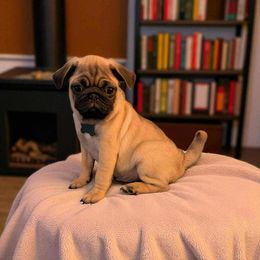 Pug Puppies from Lisa's Pugalicious Pugs