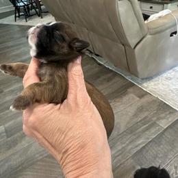 Scooter - Black gold and white male Shih Tzu puppy in Mineola, Texas from RL Phillips Shihtzus