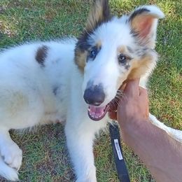 Little Man - Blue merle and white Collie puppy in Waterville, Iowa from Lisa’s Lassies