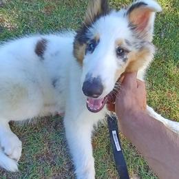 Little Man - Blue merle and white Collie puppy in Waterville, Iowa from Lisa’s Lassies