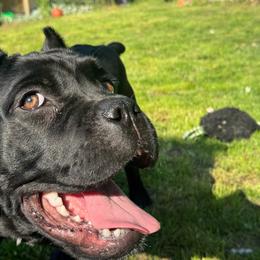 Cane Corso puppies from Forbidden Fruits Kennels