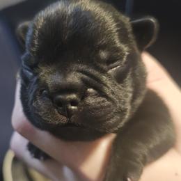 Precious (Reserved) - Brindle male French Bulldog puppy in Tonawanda, New York from Vivante French Bulldogs