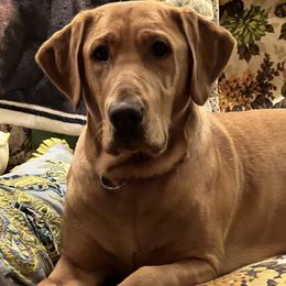 Rae - Labrador Retriever
