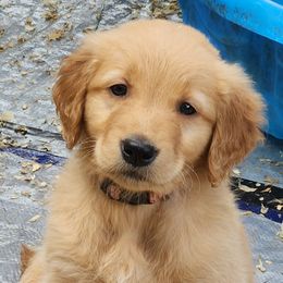 Golden Retriever Puppies from Soda Springs Kennel