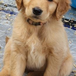 Golden Retriever Puppies from Soda Springs Kennel