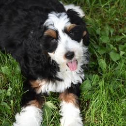 White girl - Tri-color female Bernedoodle puppy in Waukesha, Wisconsin from Bernedoodle Boutique (and Cavapoos)