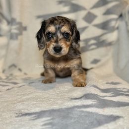 Elaina - Dapple female Dachshund puppy in Ceres, California from Rockin' M’s LilBitty Dachshunds (LBD)