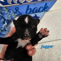 Jagger - Black and white male Tibetan Terrier puppy in Dorena, Oregon from Angel Tibetans Of Oregon