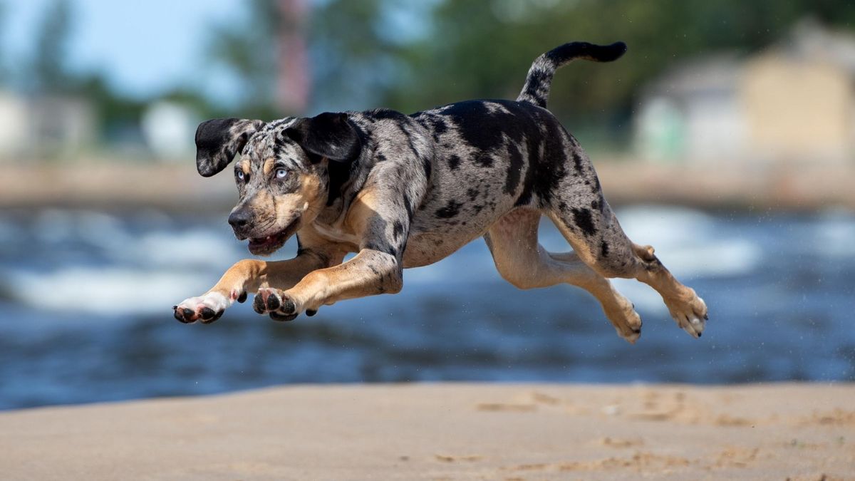 25 cute American Leopard Hound puppies for sale in Texas Good Dog