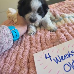 Finnick - Black parti male Pomeranian puppy in Chattanooga, Tennessee from Valley Poms