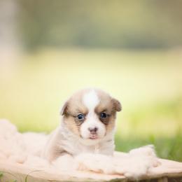 White Collar - Male - Boots - Red male Pembroke Welsh Corgi puppy in Waverly Hall, Georgia from 6g Ranch Corgis