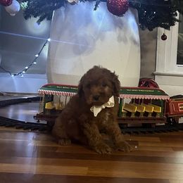 Sam - Red  male Goldendoodle puppy in Mint Hill, North Carolina from DoodleForever