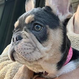 Mystique - Blue female French Bulldog puppy in Indianapolis, Indiana from McDaniel Farm and Fowl